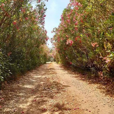 Magnifiques Au Sein D'un Vignoble Cazouls-lès-Béziers